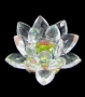 Flor de Lotus P Boreal